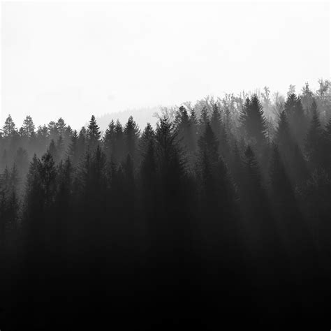 Download wallpaper 2780x2780 forest, trees, light, black and white ipad ...