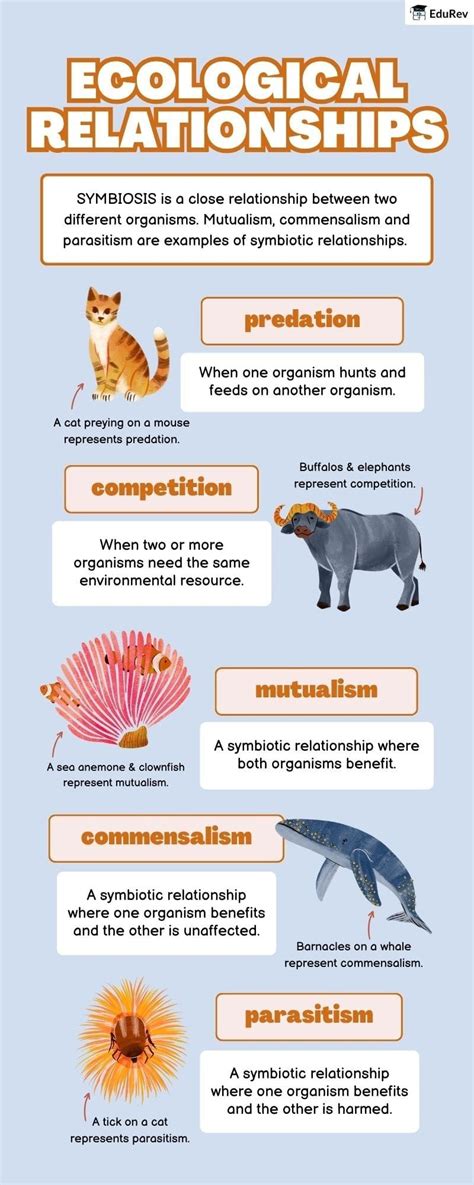 Infographics Ecological Relationships - Biology Class 12 - NEET PDF ...
