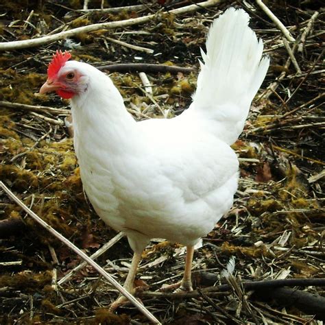 What Are Chicken Pullets at Jesse Medland blog