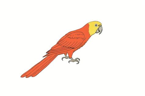 Image result for Parrot Side View