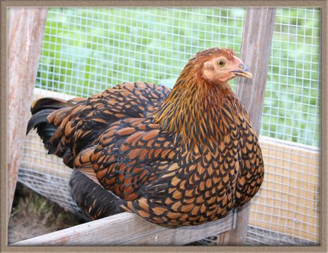 Golden Laced Wyandotte Chickens For Sale | Chickens For Backyards ...