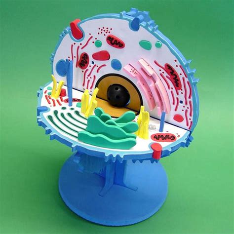 Biological Reproduction Model Kit 的图像结果