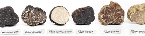 POP-UP: Truffle & Wild Mushroom Market by Marc Eber, The Depanneur ...