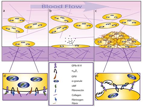 Mechanobiology of Platelets: Techniques to Study the Role of Fluid Flow ...