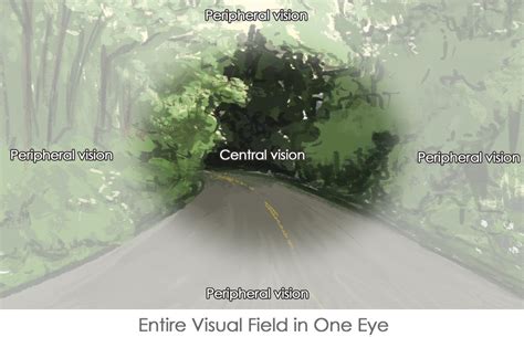 Image result for Peripheral Vision Field of View