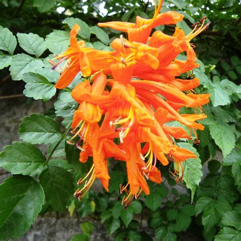 Orange Cape Honeysuckle – Orange Flowering Climber Plant