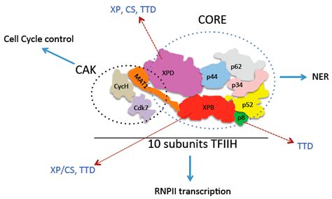 Drosophila as a Model Organism to Understand the Effects during ...