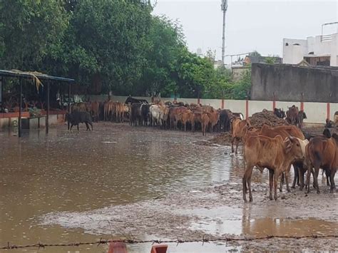 Abol creature living in mud swamp due to lack of roof in cattle box ...