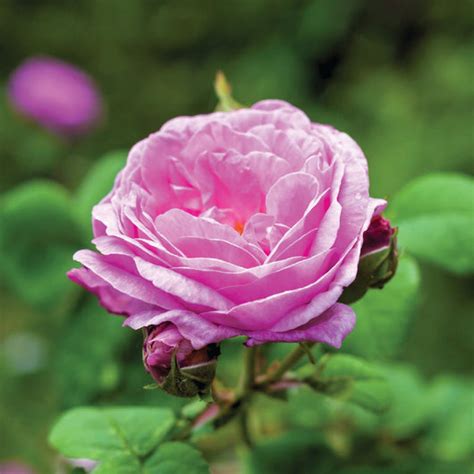 Rose Centifolia Absolute (Rosa Centifolia/Rose de Mai) | Luxurious ...