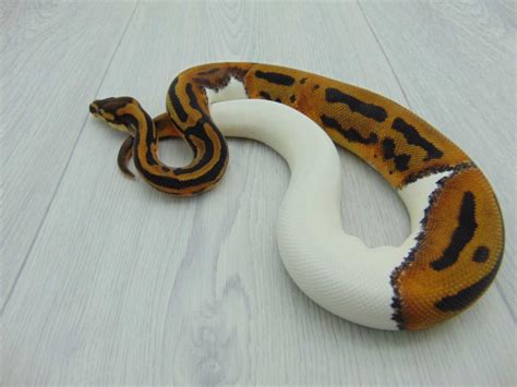 Image result for Pied Zebra Python