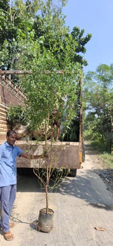 Conocarpus Plants Manufacturer, Supplier from Amroha