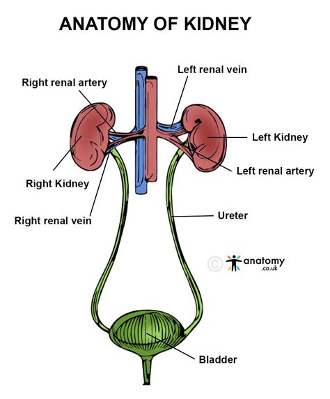 Kidney - Structure, Location, Function, Diagram, Anatomy