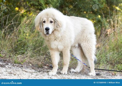 White Fluffy Tibetan Mastiff Mix Breed Dog Adoption Rescue Photo Stock ...