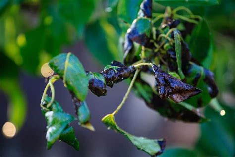 Image result for Mountain Ash Tree Problems