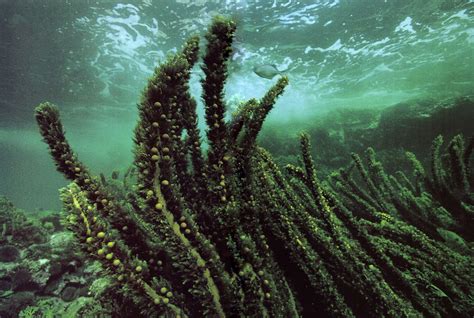 Green Seaweed In Ocean