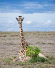 10 Days Great Kenya and Tanzania Safari | lake nakuru, masai mara ...