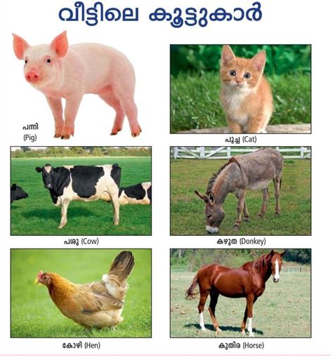 വളർത്തു ജീവികൾ (Domestic Animals)