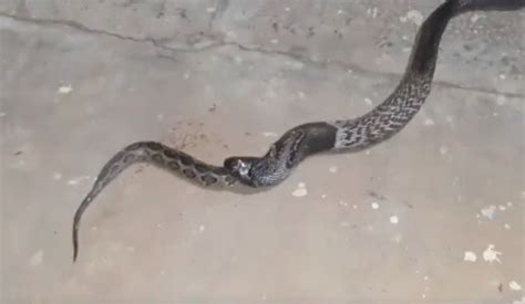 Python Kills Cobra 的图像结果