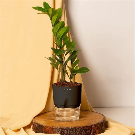 KYARI Zamia Green ZZ Indoor Plants for Living Room | Live Plants ...