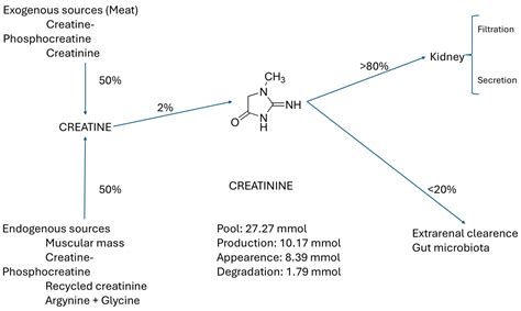 The Metabolism of Creatinine and Its Usefulness to Evaluate Kidney Function and Body Composition ...