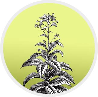 From Seed to Smoke - Godfrey Phillips India Ltd.