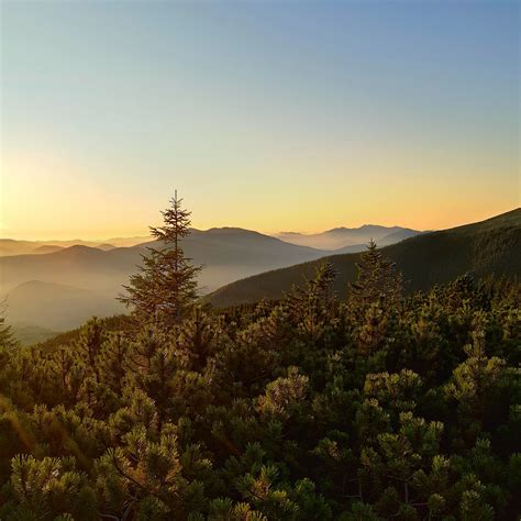 Download wallpaper 2780x2780 spruce, trees, forest, hills, sky ipad air ...