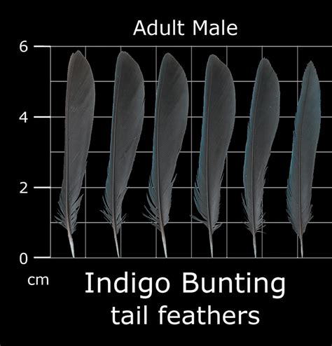 The Feather Atlas - Feather Identification and Scans - U.S. Fish and ...
