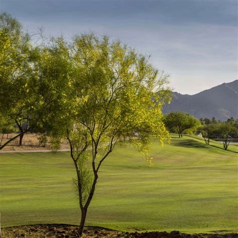 Desert Museum Palo Verde | Plants Express