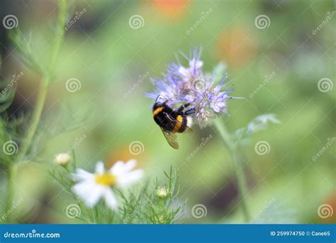 Tansy Phacelia (Phacelia Tanacetifolia) with a Bumblebee Stock Photo - Image of bienenfreund ...