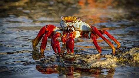 11 Purple Shore Crab Facts - Facts.net
