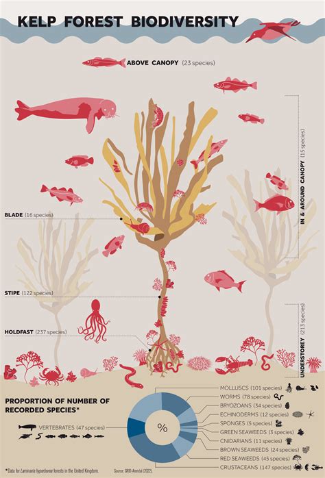 Layers Of Kelp Forest