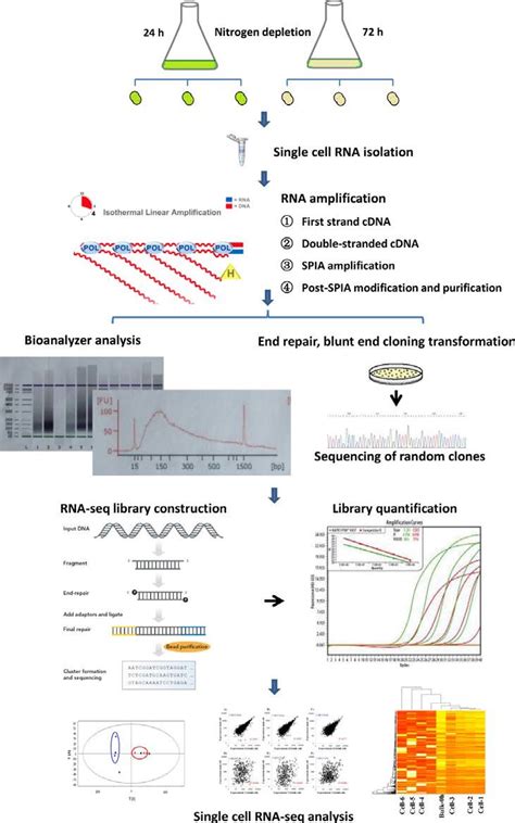Image result for Transcriptomics technologies Single-cell Transcriptomics
