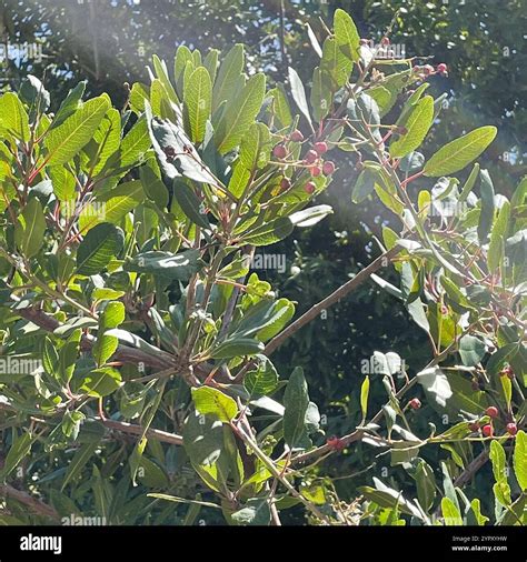 Toyon (Heteromeles arbutifolia Stock Photo - Alamy