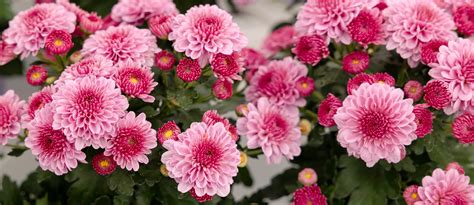 Bachman's Garden & Plant Care Information | Garden Experts