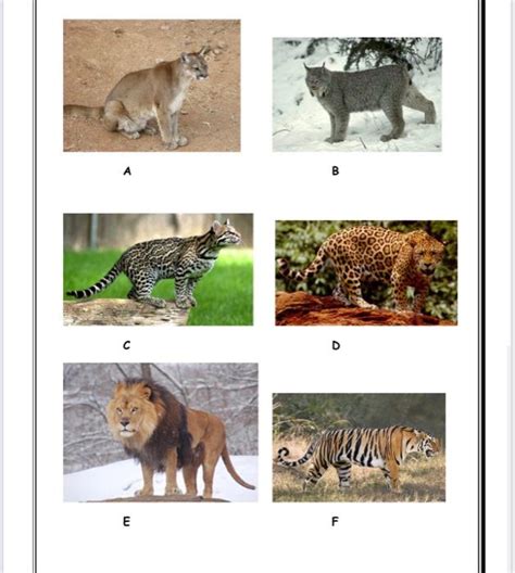 Image result for Classification Key Template