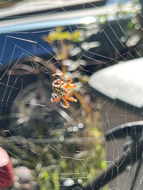 Unidentified spider in Westfield , Massachusetts United States
