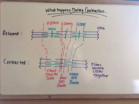 Crossbridge Model of Muscle Contraction 的图像结果