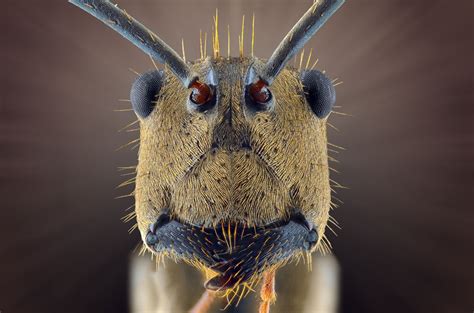 Face your fears: extreme creepy-crawly close-ups – in pictures | Insect photos, Insect eyes ...