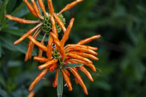 Lion's Tail Plant Free Stock Photo - Public Domain Pictures