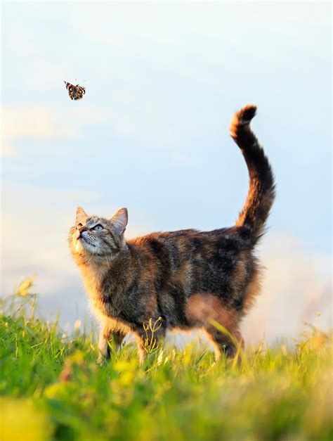 Veterinarian in Santa Monica | Vets Near Me | Santa Monica Veterinary Group