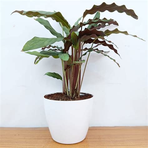 Buy Calathea Rufibarba Online – Velvet Foliage Calathea Plant ...