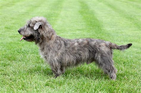 Rasseportrait: Warum der Irish Glen of Imaal Terrier ein Geheimtipp ist