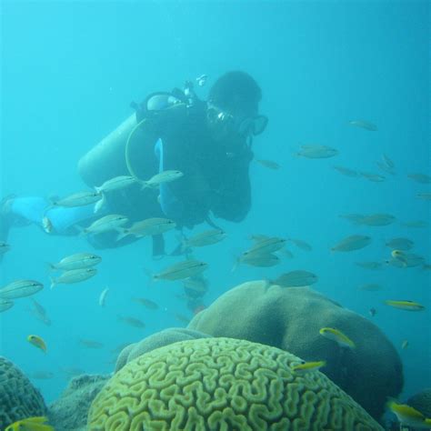 NEREO DIVE CENTER (2026) All You Need to Know BEFORE You Go (with ...