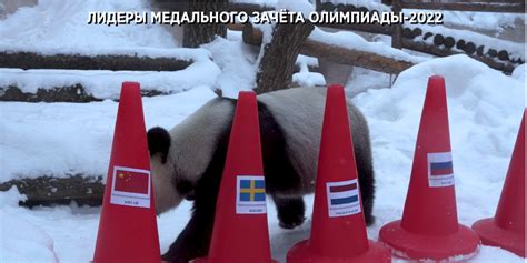 莫斯科动物园向熊猫丁丁如意送上国际熊猫日祝贺 - 2022年3月17日, 俄罗斯卫星通讯社