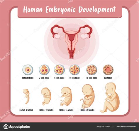 Image result for Process of Human Embryonic Development