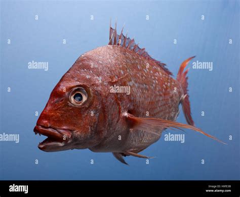 Image result for Red Nose Snapper