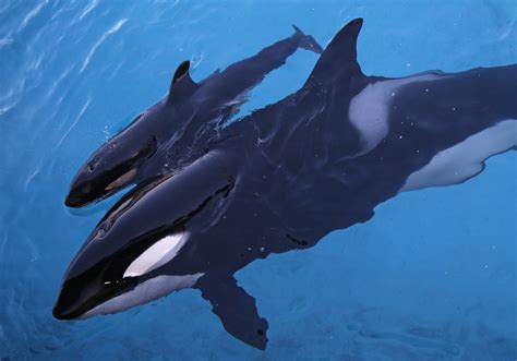 Rare fight at sea between top predators sees killer whales attack and kill great white shark ...