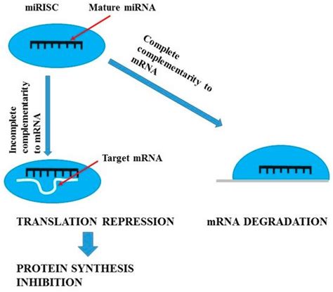 Novel Biomarkers in the Diagnosis of Chronic Kidney Disease and the ...