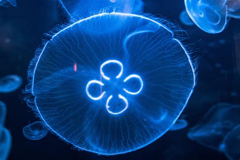 Moon Jellyfish : r/jellyfish