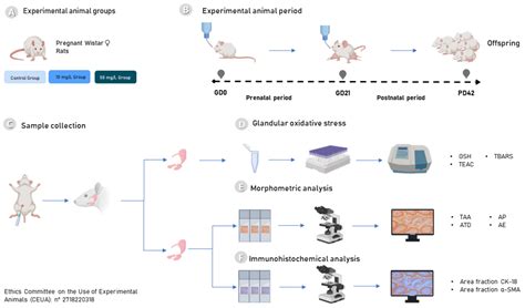 Maternal Fluoride Exposure Exerts Different Toxicity Patterns in ...